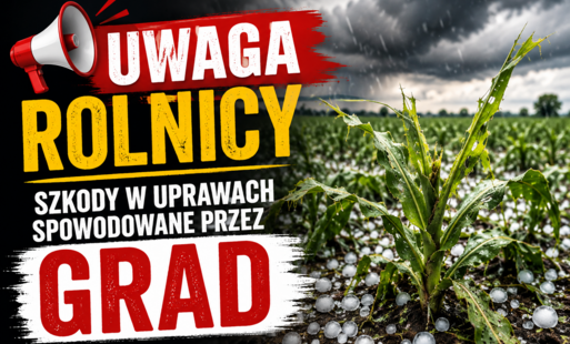 ⚡ Uwaga Rolnicy! Nabór wniosków o szacowanie strat po gradobiciu w Gminie Sierpc